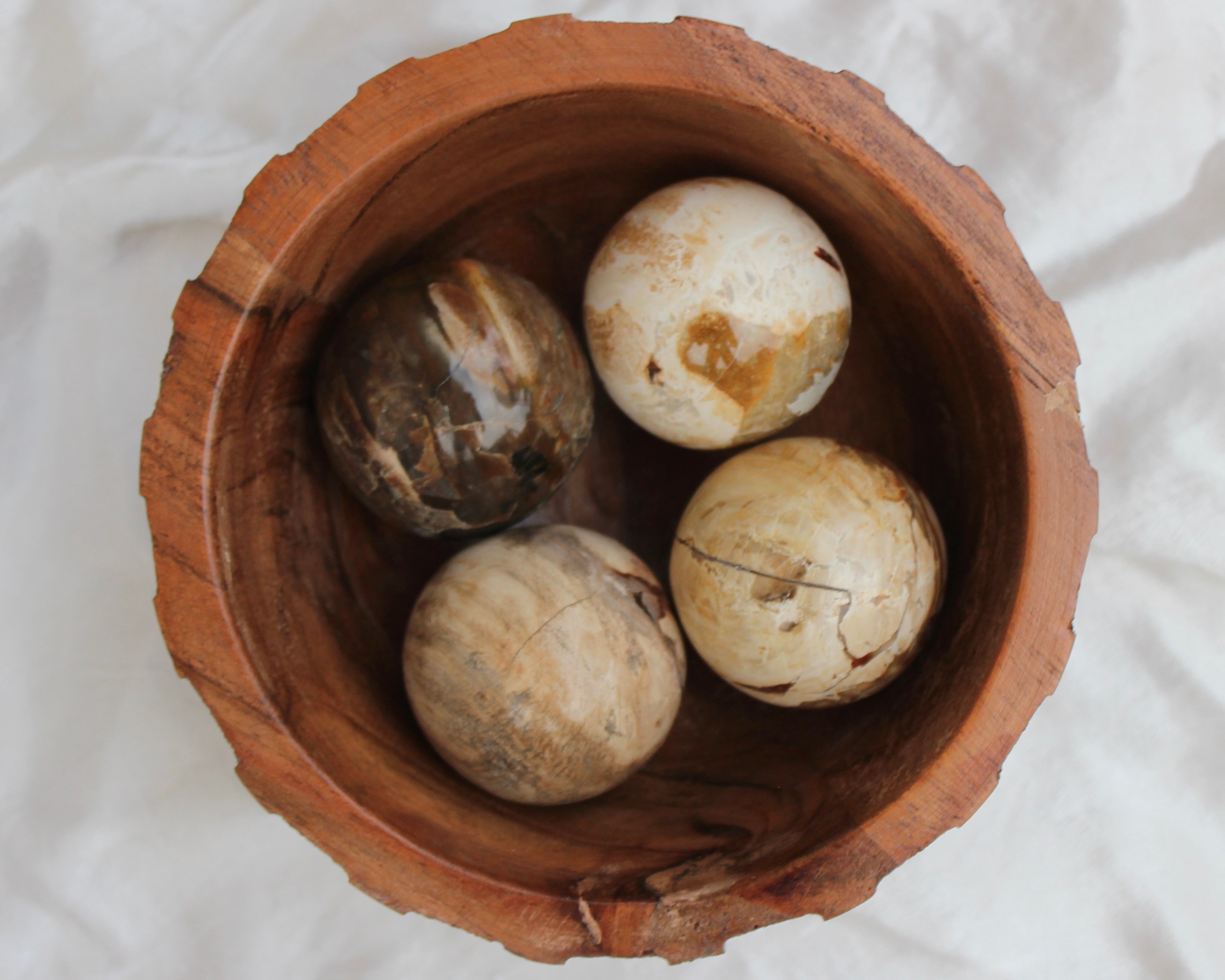 Petrified wood, Petrified Crystals, Petrified Wood Spheres, Crystal Shop, Online Crystals Shop DeadNova, TikTok Crystals Shop